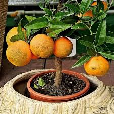 See more ideas about fruit trees, plants, potted trees. Fruit Trees In Pots Home Facebook