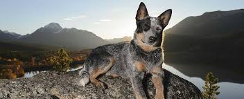 Click like if you love blue heelers! Australian Cattle Dog Dog Breed Profile Petfinder