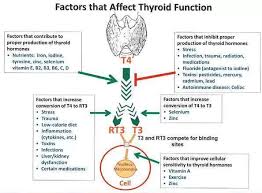 Thyroid Disease Thyroid Hormone Kidney Function