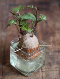 We did not find results for: Sweet Potato Update 17 Apart Sweet Potato Update Growing Sweet Potatoes Sweet Potato Plant Sprouting Sweet Potatoes
