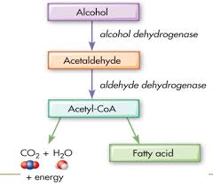 Maybe you would like to learn more about one of these? Nutr2101 Week 7 Alcohol Metabolism And Water Balance Flashcards Quizlet