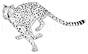 My2sun @my2sun follow 909 hearts. How To Draw Cheetahs Cheetah Cat Step By Step Drawing Guide By Makangeni Dragoart Com Cheetah Tattoo Cheetah Drawing Cheetah Pictures