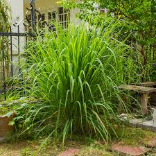 The essential oil derived from lemongrass is most effective for repelling mosquitoes, but it could be used against other pests. Citronella Plants For Mosquitoes Do They Work As A Repellent