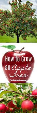 How To Grow An Apple Tree Growing Apple Trees Growing Fruit Trees Honeycrisp Apple Tree