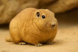 クアッカワラビーの笑顔の理由とは？怒る姿も知ればもっと好きになる！