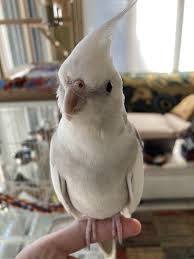 CORNELIUS 2024!! : r/cockatiel