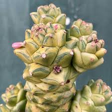 Image result for Monadenium friesii