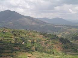 Image result for Stolzia cupuligera