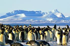 For more about these wonderful. Emperor Penguin Facts For Kids Penguins Information
