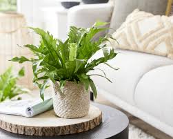 Image result for Asplenium uschiae