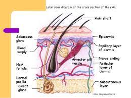 What Muscle Causes Goose Bumps Which Vertebrae Don T Have A Body Socratic