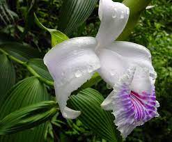Pin On Flowers