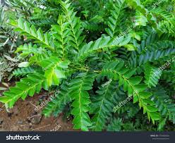 Image result for Phyllanthus beillei