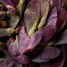 Pin By J On Greens Purples Pinks Seeds Seed Pods Color