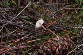 Image result for Strobilurus conigenoides