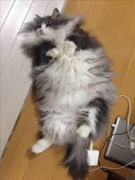Sanki Micom Benim Norwegian Forest Cat Forest Cat Cats