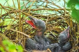 Baby Crow Is Lying In The Nest And Hatching Waiting For Their Mother For Food New