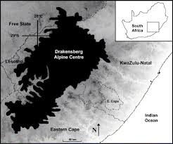 Image result for Agrocharis pedunculata