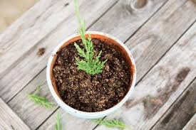 Pin On Propagation Trees And Shrubs