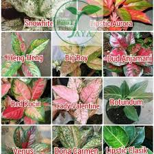 Bunga keladi hias terbaru 2020 cara menanam nama jenis aglonema dan namanya kembangnya menawan begini merawat tanaman sri rejeki peace lily perawatannya buah. 11 Jenis Tanaman Aglonema Cantik Yang Paling Banyak Dicari Bukareview
