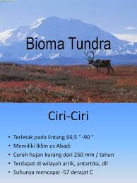 Además, cómo es su flora y los tipos de tundra que existen. Bioma Tundra