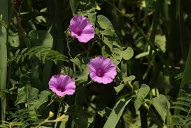 Image result for Ipomoea rubens