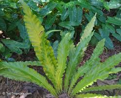 Image result for Asplenium sandersonii