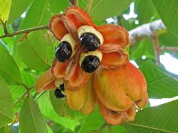 Image result for Blighia