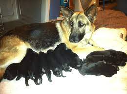 How To Take Care Of Newborn German Shepherd Puppy 2022