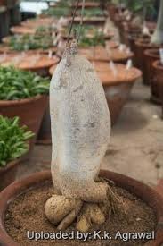 Image result for Fockea angustifolia