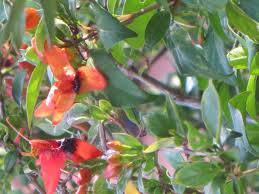 Image result for Ruttya fruticosa