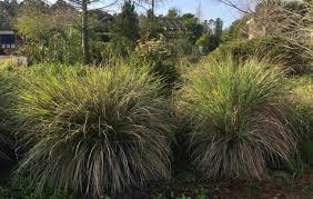 Check spelling or type a new query. Drought Tolerant Plants For A Florida Friendly Landscape Zone 9 Uf Ifas Extension Orange County