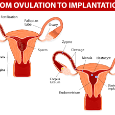 This might lead to the assumption that it takes several years for pelvic. Overview Of The Corpus Luteum