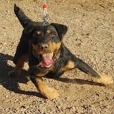 Image result for jagdteriér