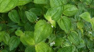 Image result for Blotiella crenata