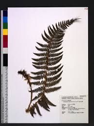 Image result for Polystichum sinense