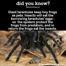 High resolution color photograph with copyspace for your message. Giant Tarantulas Keep Tiny Frogs As Pets Imgur
