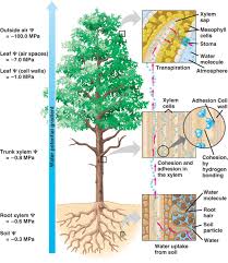 Biology 2108 Biology Plants Teaching Plants Science Biology