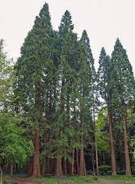 We did not find results for: Sequoioideae Wikipedia