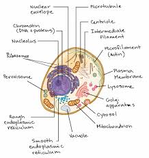 Intro To Eukaryotic Cells Article Cells Khan Academy