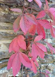Image result for Parthenocissus