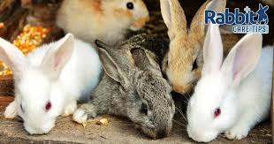 It is usually brought on by an imbalance of microbes in the cecum (part of a rabbit's intestine). Best Most Popular Pet Rabbit Breeds Rabbit Care Tips