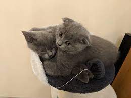 We did not find results for: Yamatocannon On Twitter Brittish Shorthair Scottish Fold Mix 3