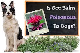 20% off all flower deliveries! Is Bee Balm Poisonous To Dogs Foliage Flowers Zooawesome