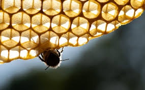 Despite the bankruptcy proceedings, bumble bee. Jeremy Clarkson Has Bought 250 000 Bees