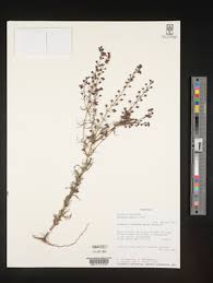 Image result for Sopubia lanata