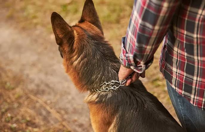 Descubre cómo adiestrar a un perro para que no muerda | Nubika