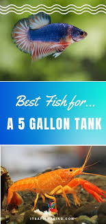 5 Gallon Tanks Are Small And So Matching Fish To This Environment Needs To Be Top Of Mind When Betta Fish Tank Mates Fresh Water Fish Tank Fish Tank Terrarium