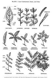 Plate 2 Leaf Composition Parts And Types Identify Plant Plant Leaves Leaf Structure