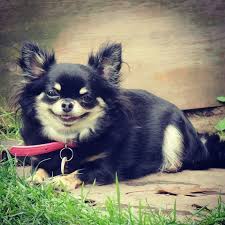 Pin On Chihuahuas